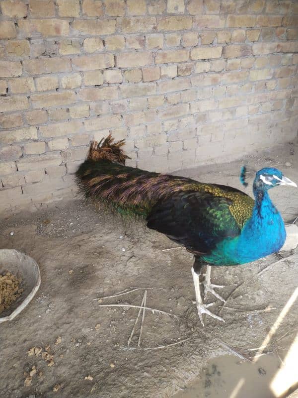 peacock 6