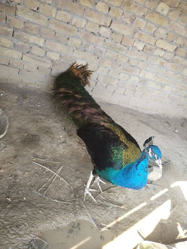 peacock 7