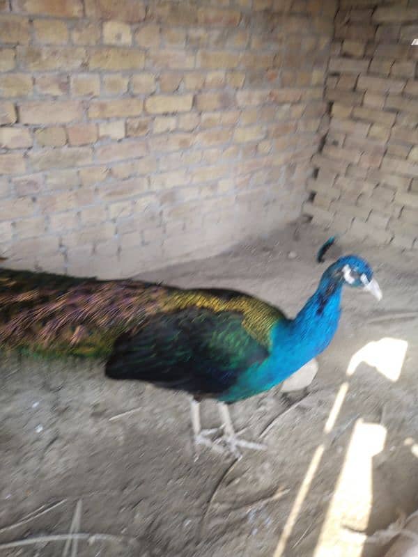 peacock 8