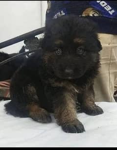 German Shepherd puppies for sale 03153793456