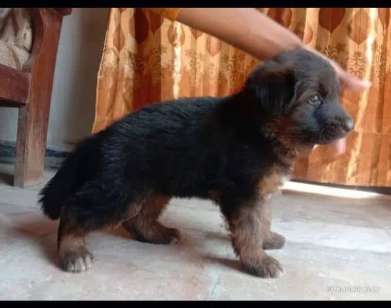 German Shepherd puppies for sale 03153793456 1