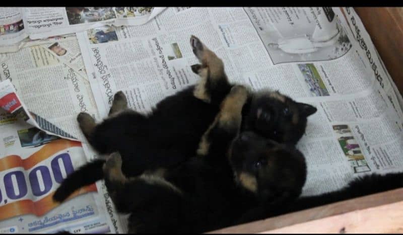 German Shepherd puppies for sale 03153793456 2