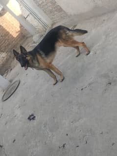 German shepherd young male