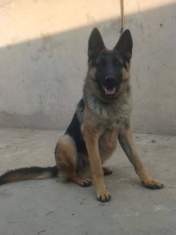 German shepherd young male 3