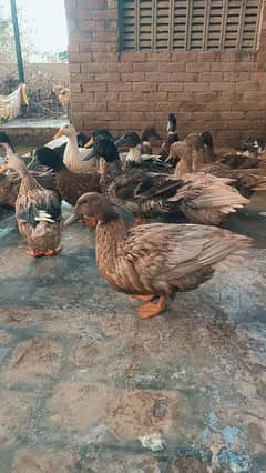 Duck / low rate / for sale