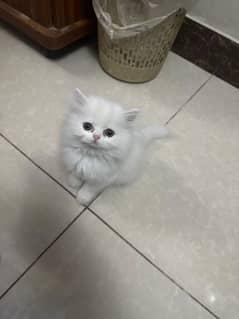 Persian Kitten for Sell