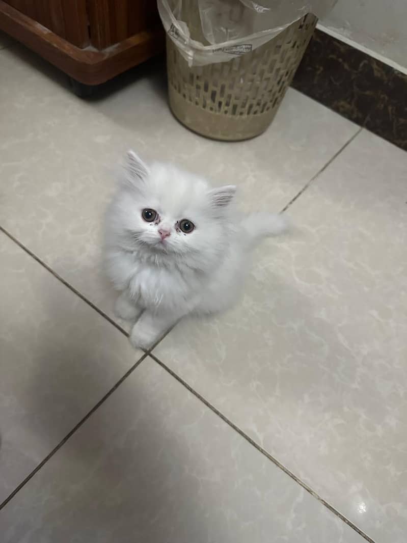 Persian Kitten for Sell 0