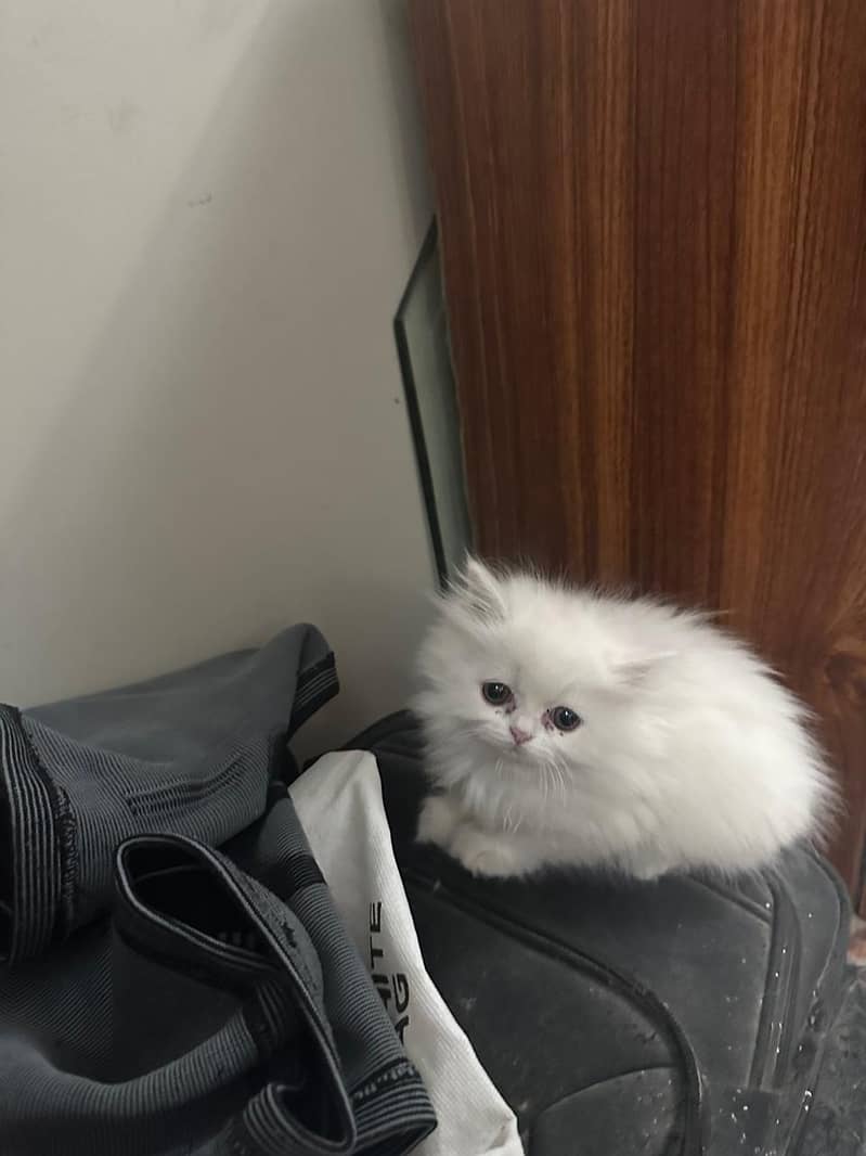 Persian Kitten for Sell 1