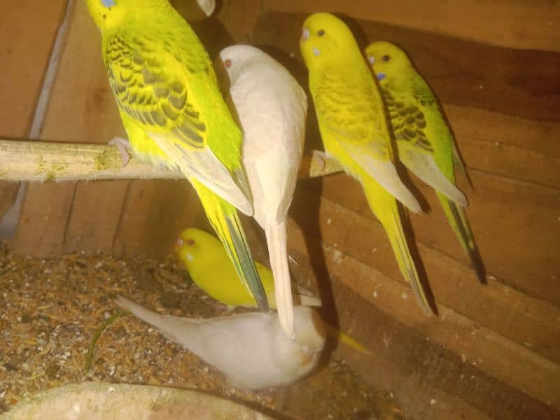 budgie Chick sale I need for money 0