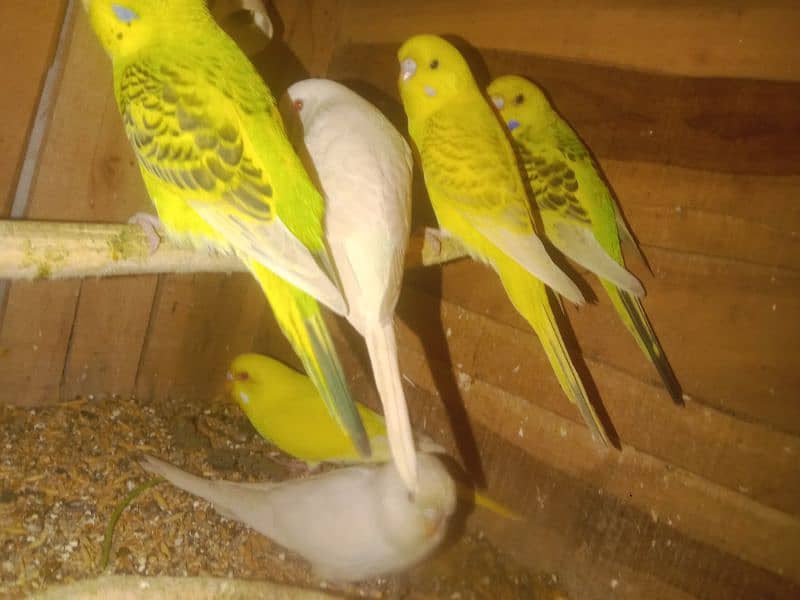 budgie Chick sale I need for money 1