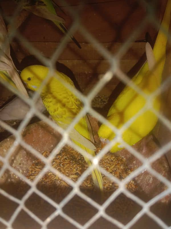 budgie Chick sale I need for money 2