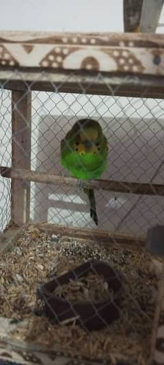 green e yellow parrot sale with cage