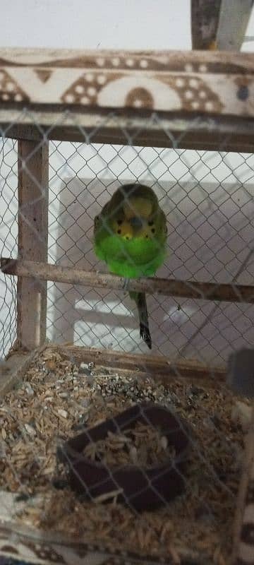 green e yellow parrot sale with cage 0