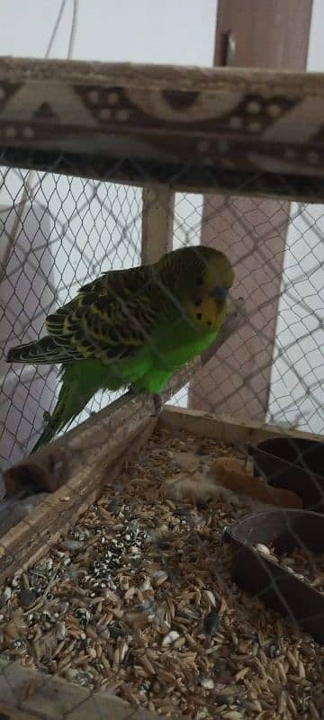 green e yellow parrot sale with cage 1