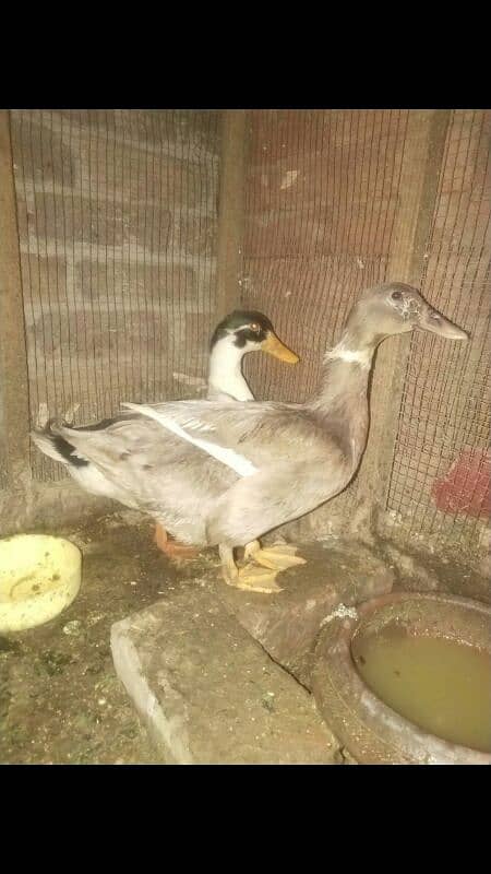 Duck breeder pair 2