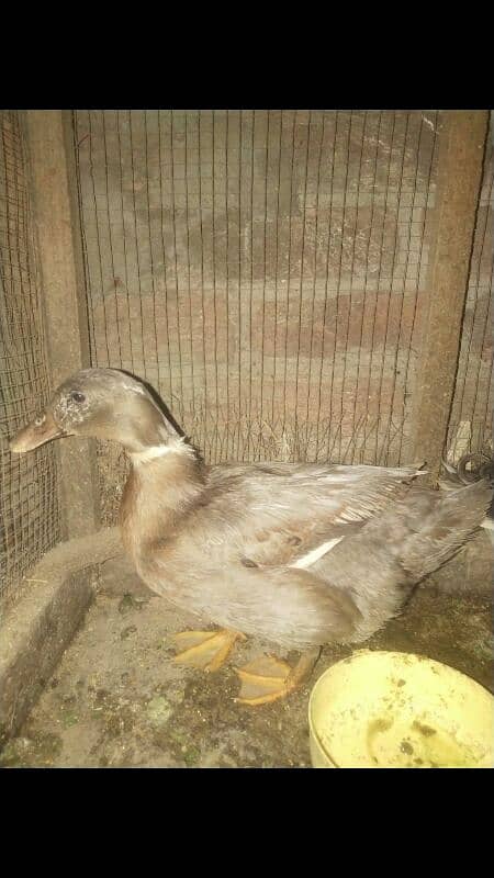 Duck breeder pair 3