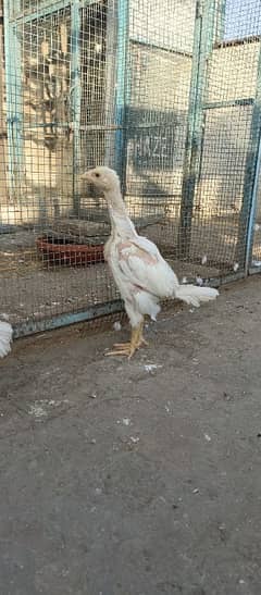 hera aseel chiks available