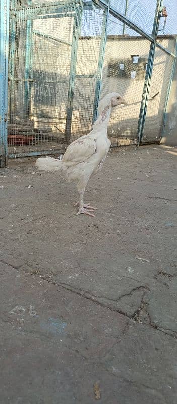 hera aseel chiks available 3