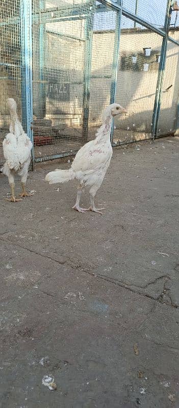 hera aseel chiks available 4