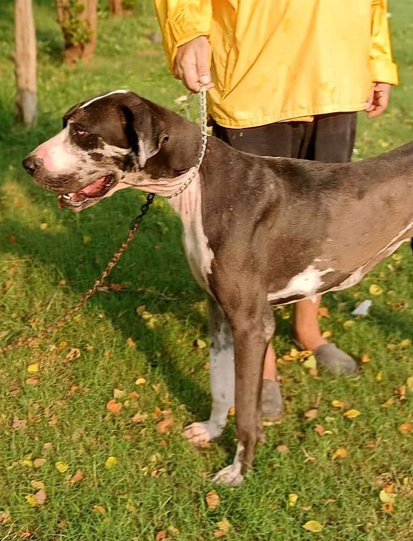 Great Dane  pair pedigree 8