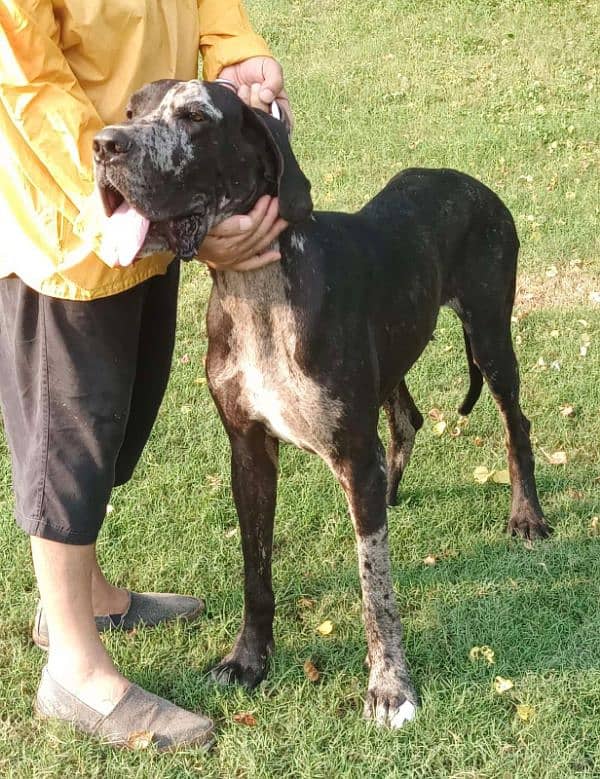 Great Dane  pair pedigree 9