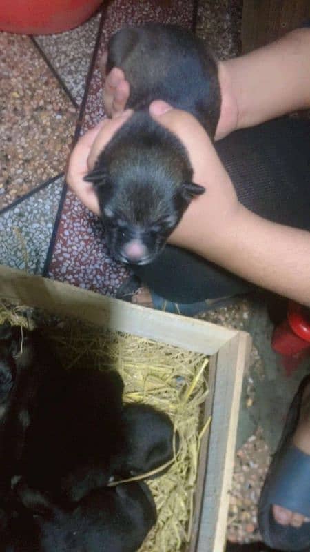 germen Alsetion puppies home breed available 2