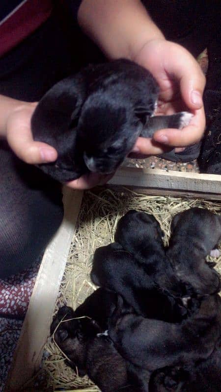 germen Alsetion puppies home breed available 4