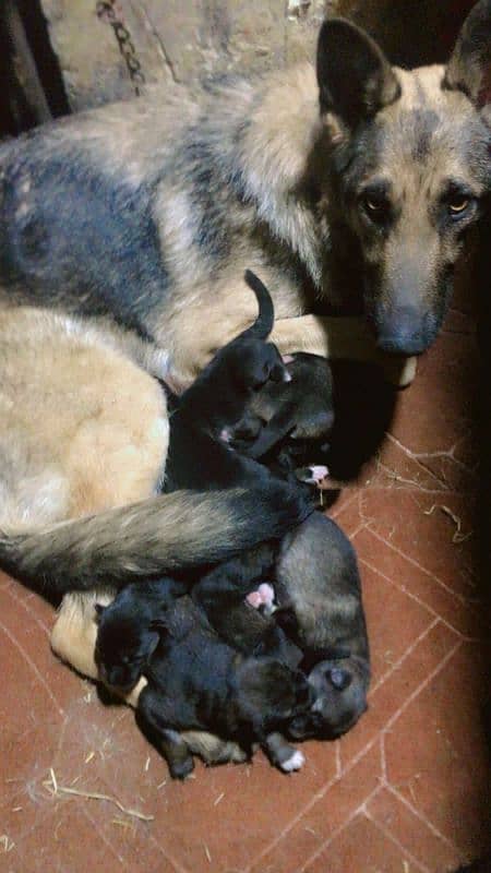 germen Alsetion puppies home breed available 5