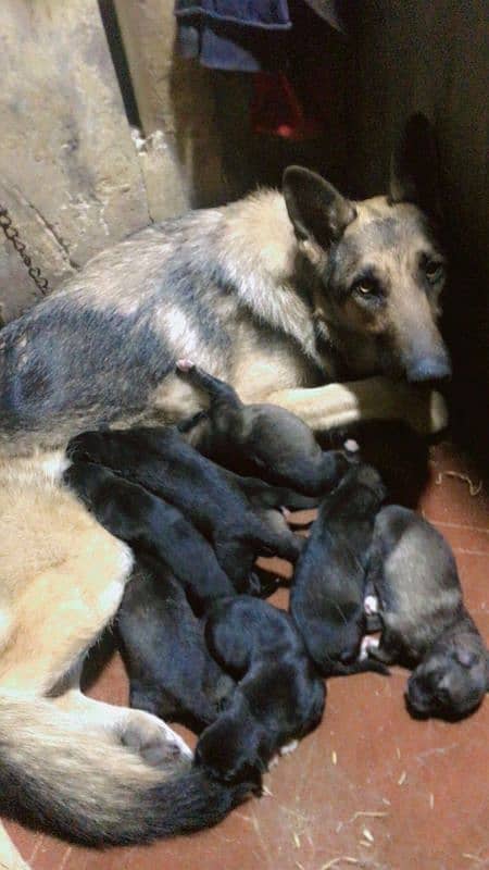 germen Alsetion puppies home breed available 6