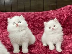 Persian kittens triple coat pair for sale contact whatsap 03095180992