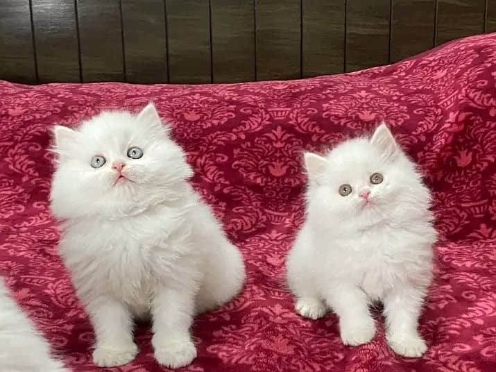 Persian kittens triple coat pair for sale contact whatsap 03095180992 0