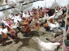 fully healthy and active vaccinated eggs laying chickens