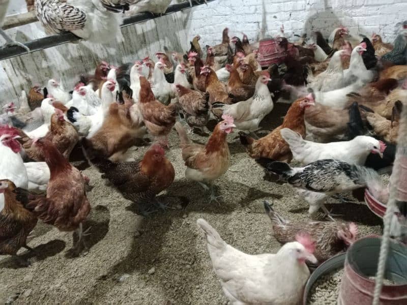 fully healthy and active vaccinated eggs laying chickens 2