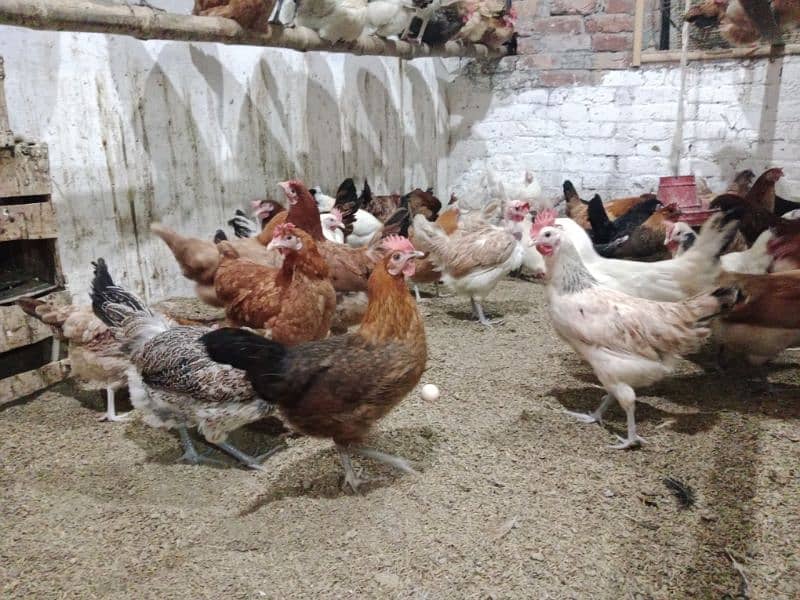 fully healthy and active vaccinated eggs laying chickens 7