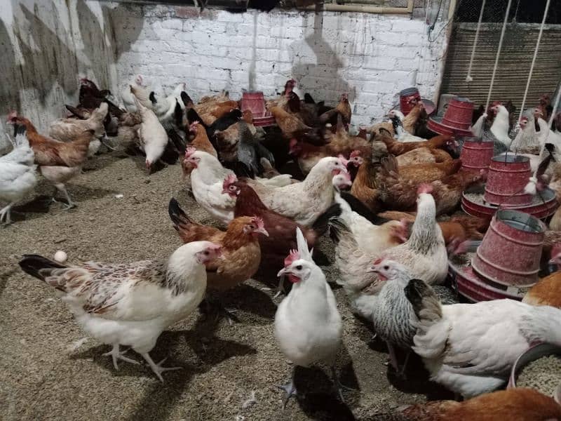 fully healthy and active vaccinated eggs laying chickens 8