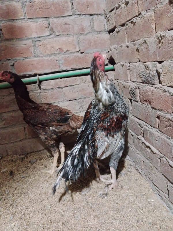 fully healthy and active vaccinated eggs laying chickens 11