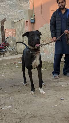 bully patha black color big height