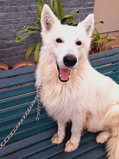 White German Shepherd: smart, playful, loyal companion awaits!