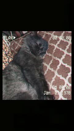 Persian black female cat