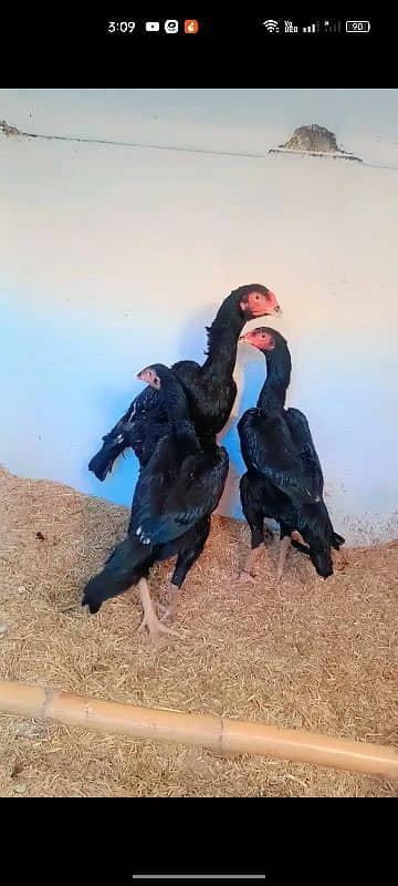 Black shamoo trio for sale 1