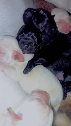 Labrador Puppies Available (For Sale)