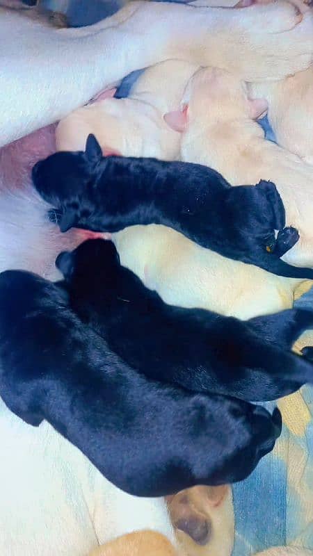 Labrador Puppies Available (For Sale) 1