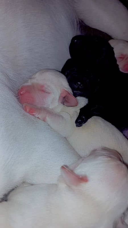 Labrador Puppies Available (For Sale) 2