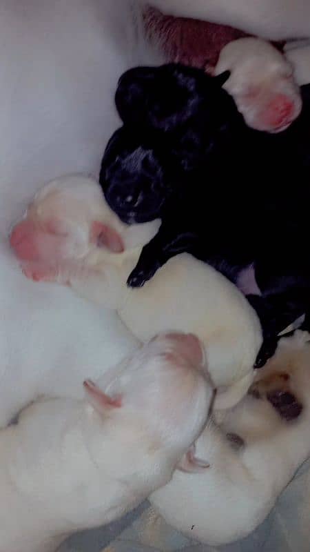 Labrador Puppies Available (For Sale) 3