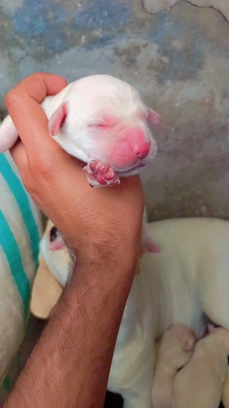 Labrador Puppies Available (For Sale) 5