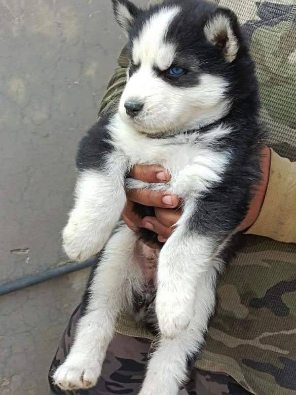 Husky Pupp / husky Male / huskies female For Sale 1