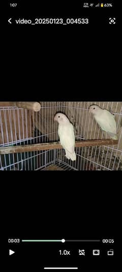 Love birds Albino black eye pair