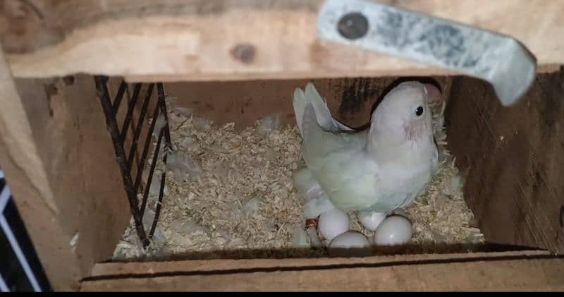 Albino black eye pair(Rs3200)/eno white cocktail chicks (Rs 2800) 1