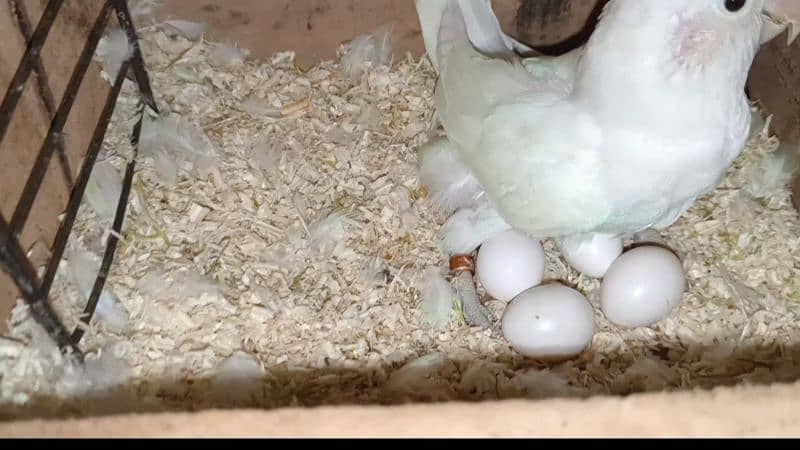 Albino black eye pair(Rs3200)/eno white cocktail chicks (Rs 2800) 2