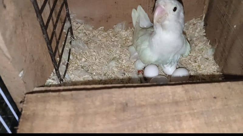 Albino black eye pair(Rs3200)/eno white cocktail chicks (Rs 2800) 3